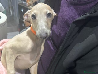 Italian Greyhound dogs - Advert 2