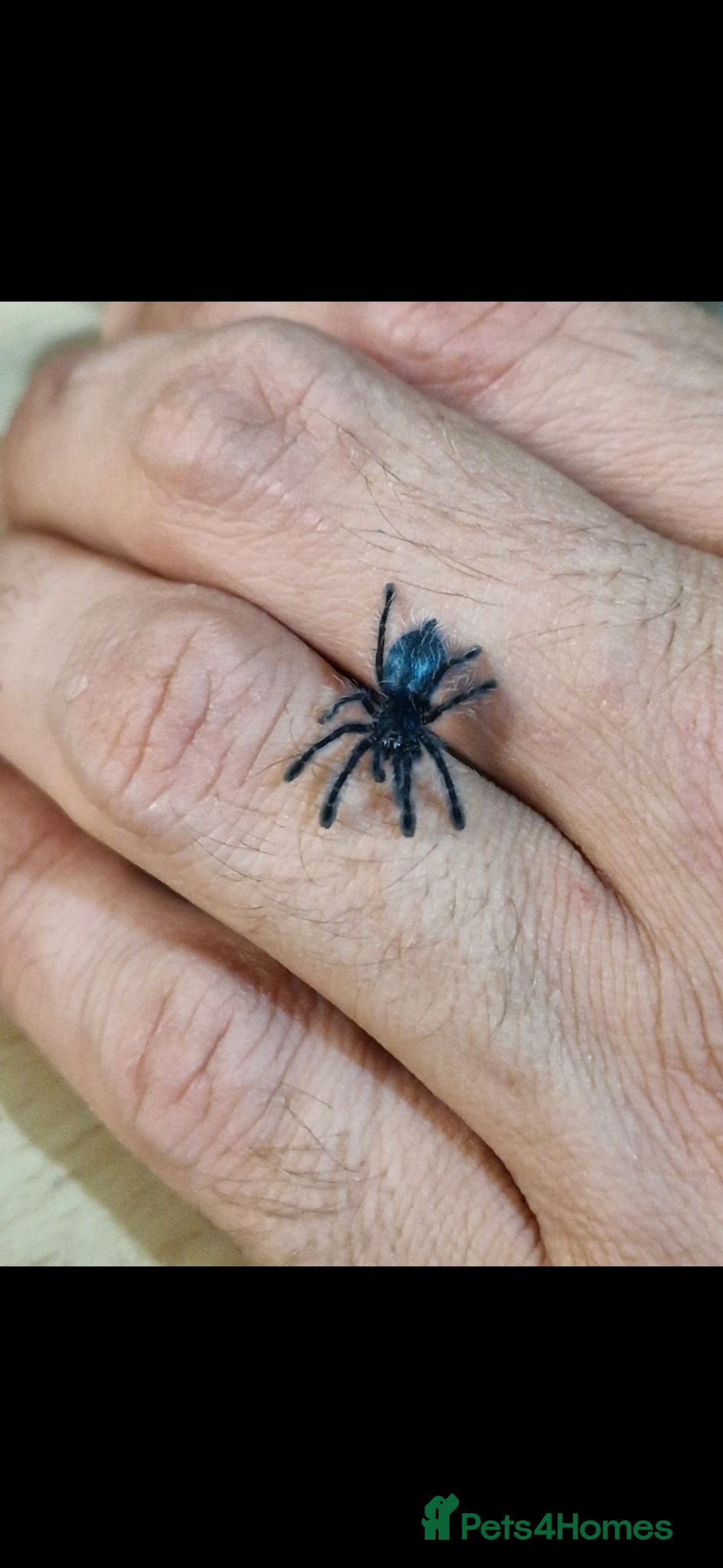 Tarantulas invertebrates 💥💥Mature & juvenile tarantulas 💥💥  - Advert 3
