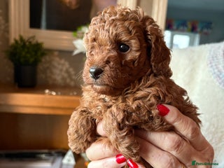 Toy Poodle dogs Toy poodle pups - Advert 4