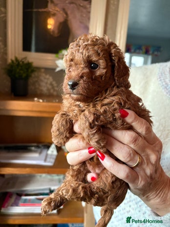Toy Poodle dogs Toy poodle pups - Advert 5