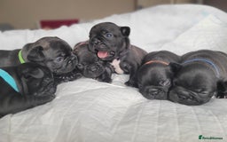 French Bulldog dogs for sale: 2 Girls and 4 Boys - Image 9