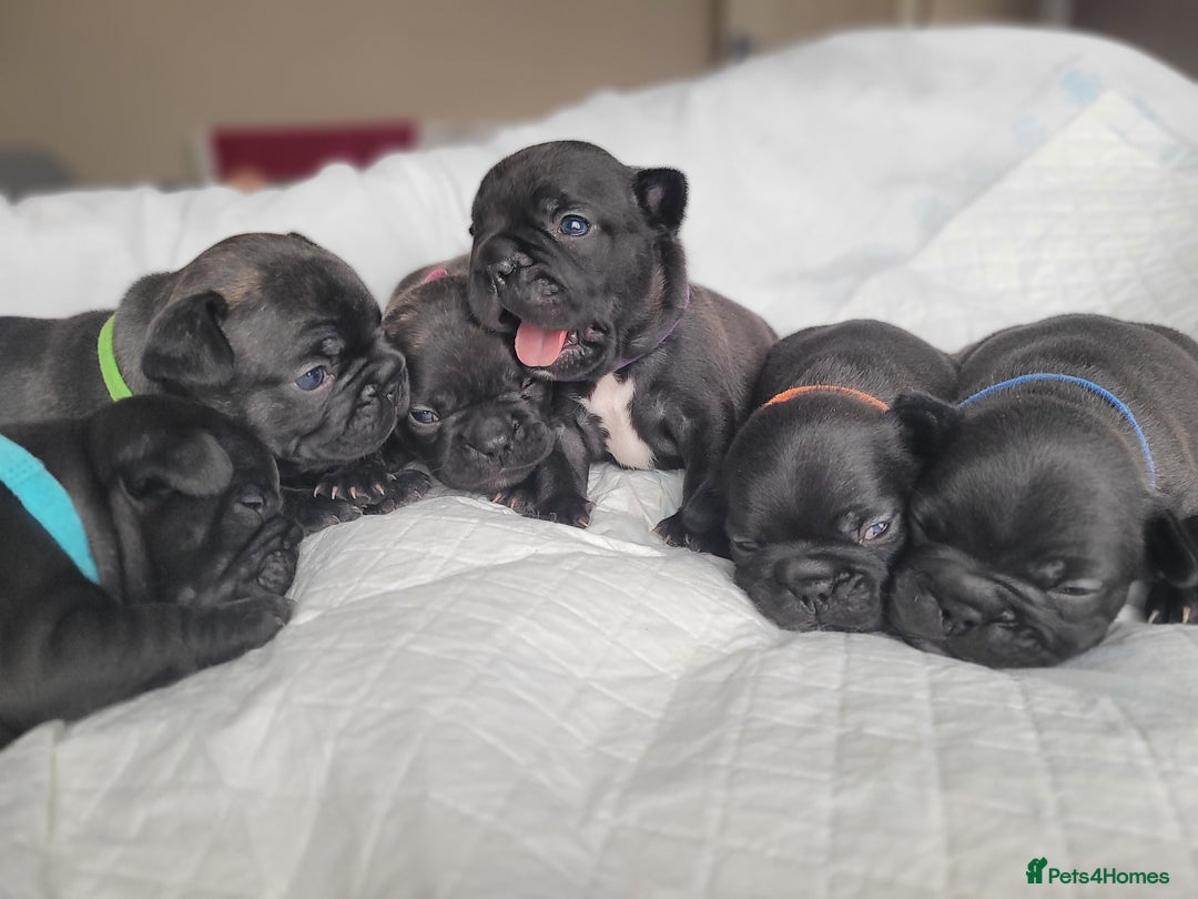 French Bulldog dogs for sale: 2 Girls and 4 Boys - Image 9