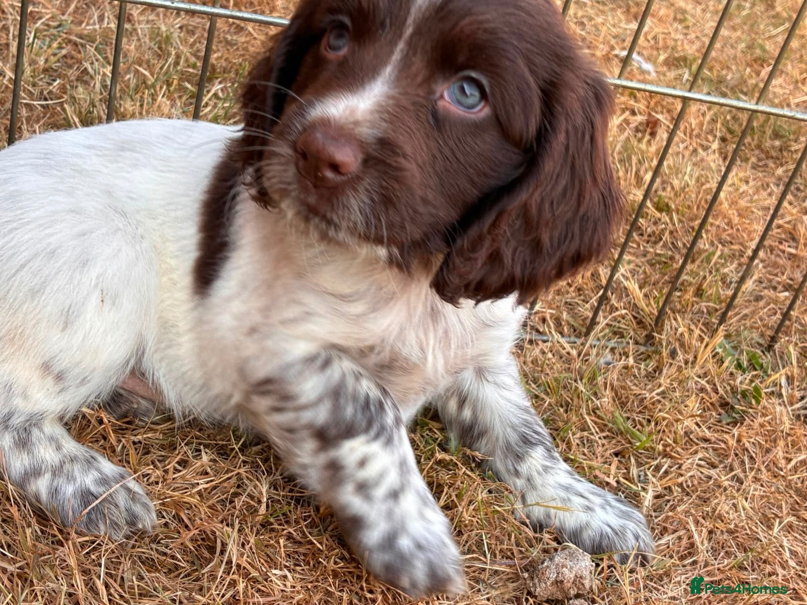 Cocker Spaniel dogs READY TO LEAVE 29th JULY! beautiful spaniels  - Advert 2