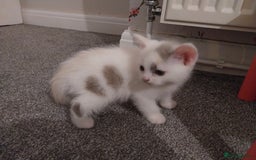 Mixed Breed cats for sale: Lovely kittens looking for homes! - Image 6
