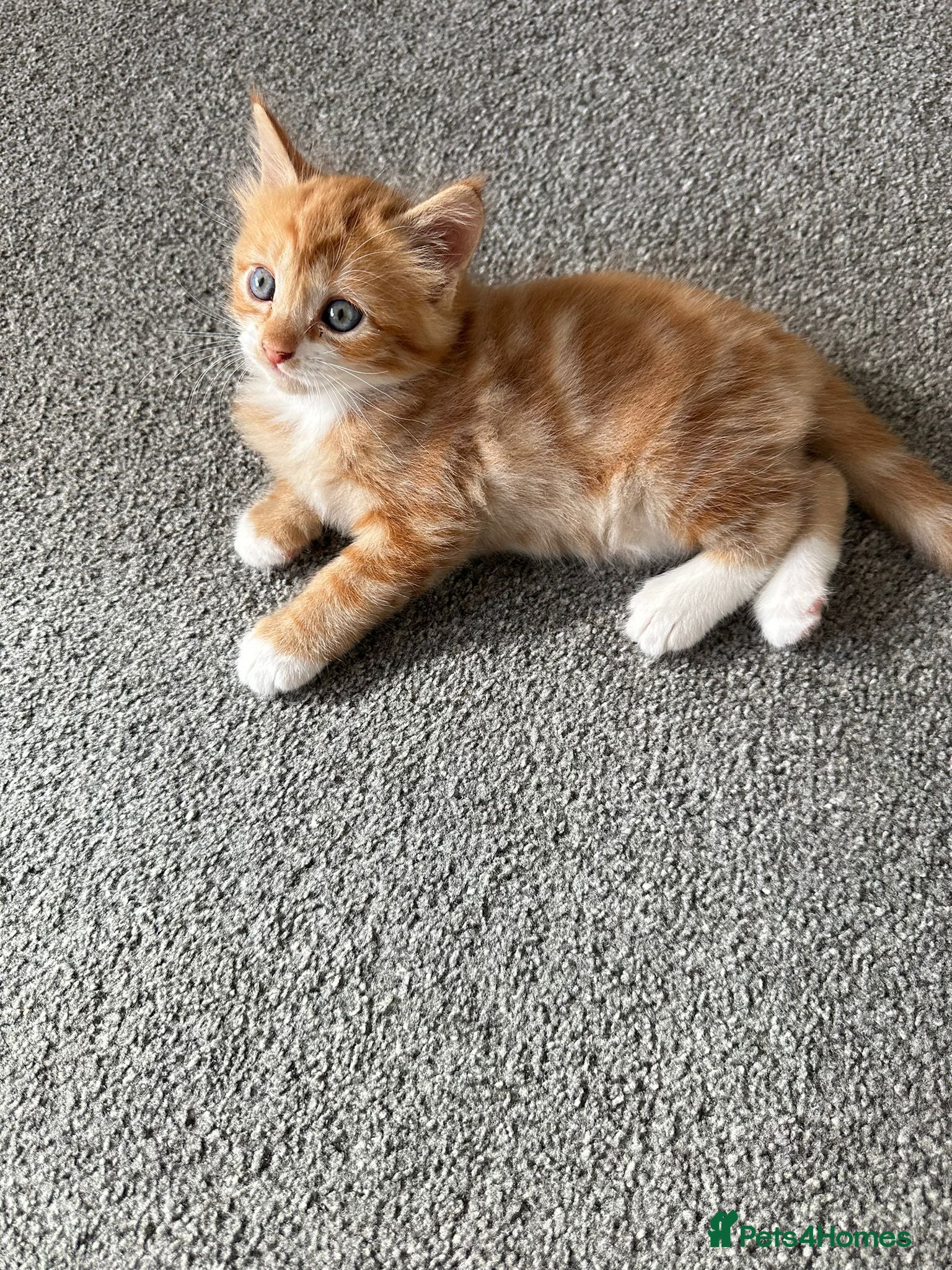 British Longhair cats Kittens  - Advert 19
