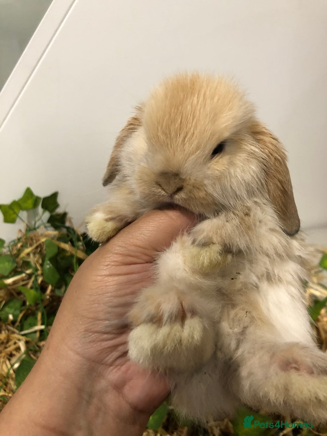 Mini Lop rabbits for sale: Beautiful Mini Lop Rabbits  - Image 6