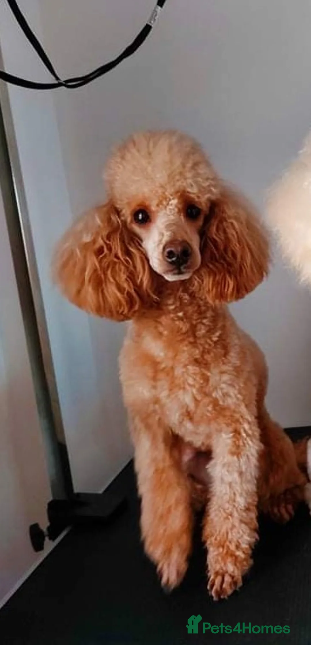 Poochon dogs for stud: KC RED TOY POODLE STUD - Advert 11