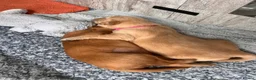 Golden Retriever dogs for sale: 🐾 Gorgeous pedigree Golden Retriever Puppies - Advert 18