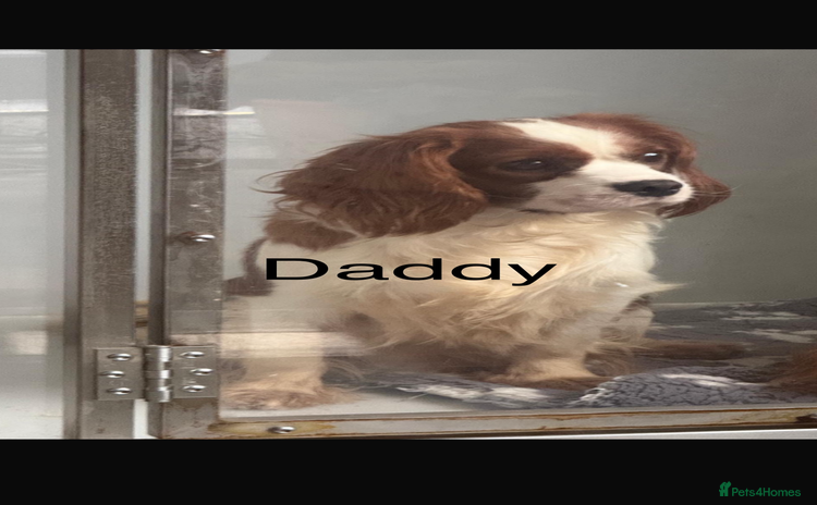 Cavalier King Charles Spaniel dogs in Huddersfield - Advert 1