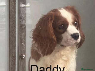 Cavalier King Charles Spaniel dogs Kc dna clear cavalier boy for stud in Huddersfield - Advert 8