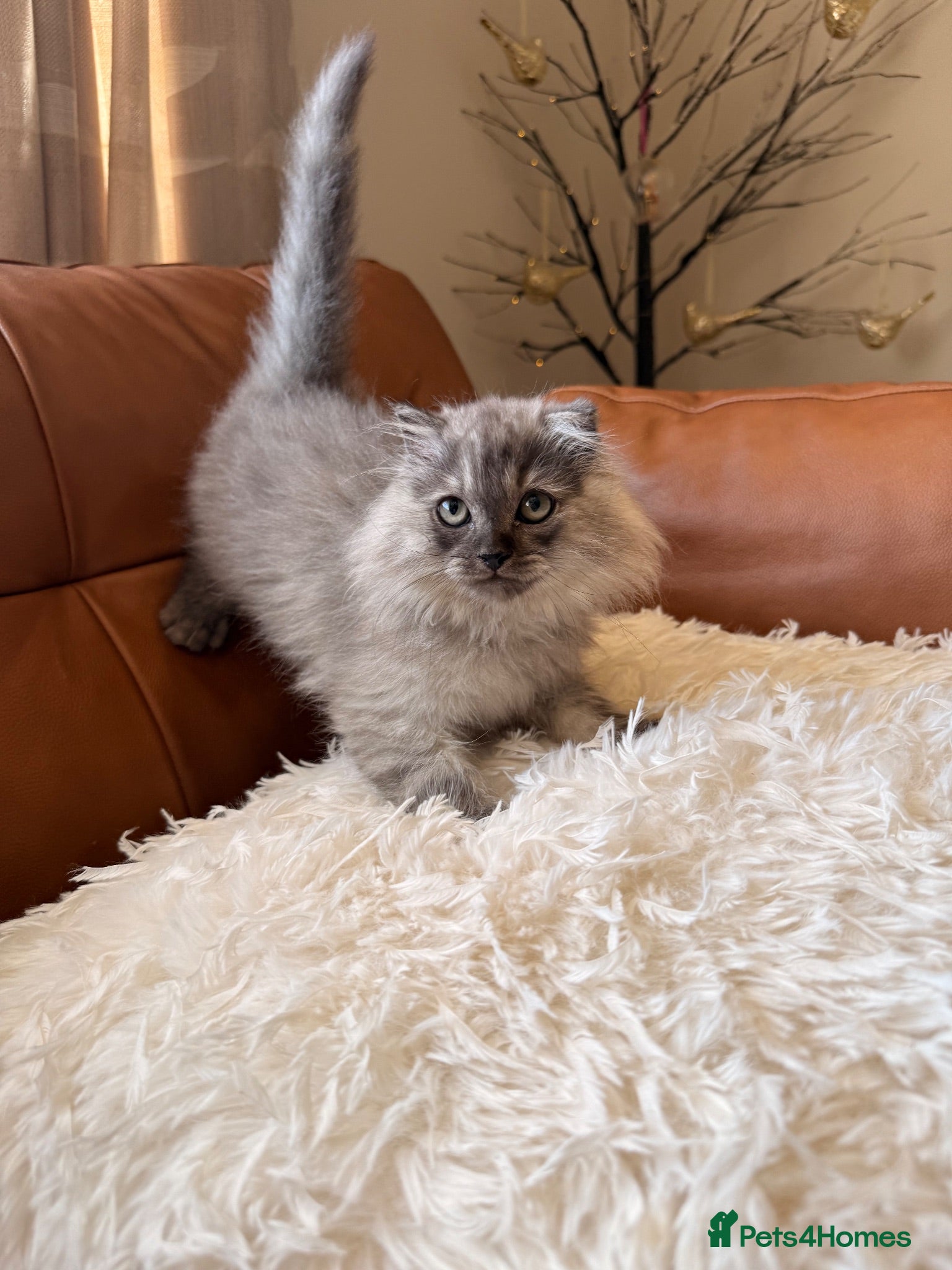British Shorthair cats Beautiful fluffy show class kittens - Advert 1