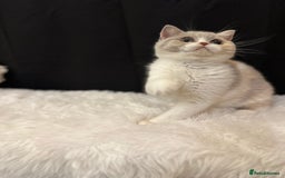 British Shorthair cats for sale: 💗 Gorgeous Full Pedigree BSH Trusted Breeder 💗 - Image 36