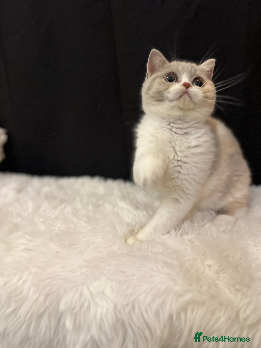 British Shorthair cats for sale: 💗 Gorgeous Full Pedigree BSH Trusted Breeder 💗 - Image 36