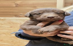 Labrador Retriever dogs for sale: Labrador Puppies black gold and chocolate  - Image 6