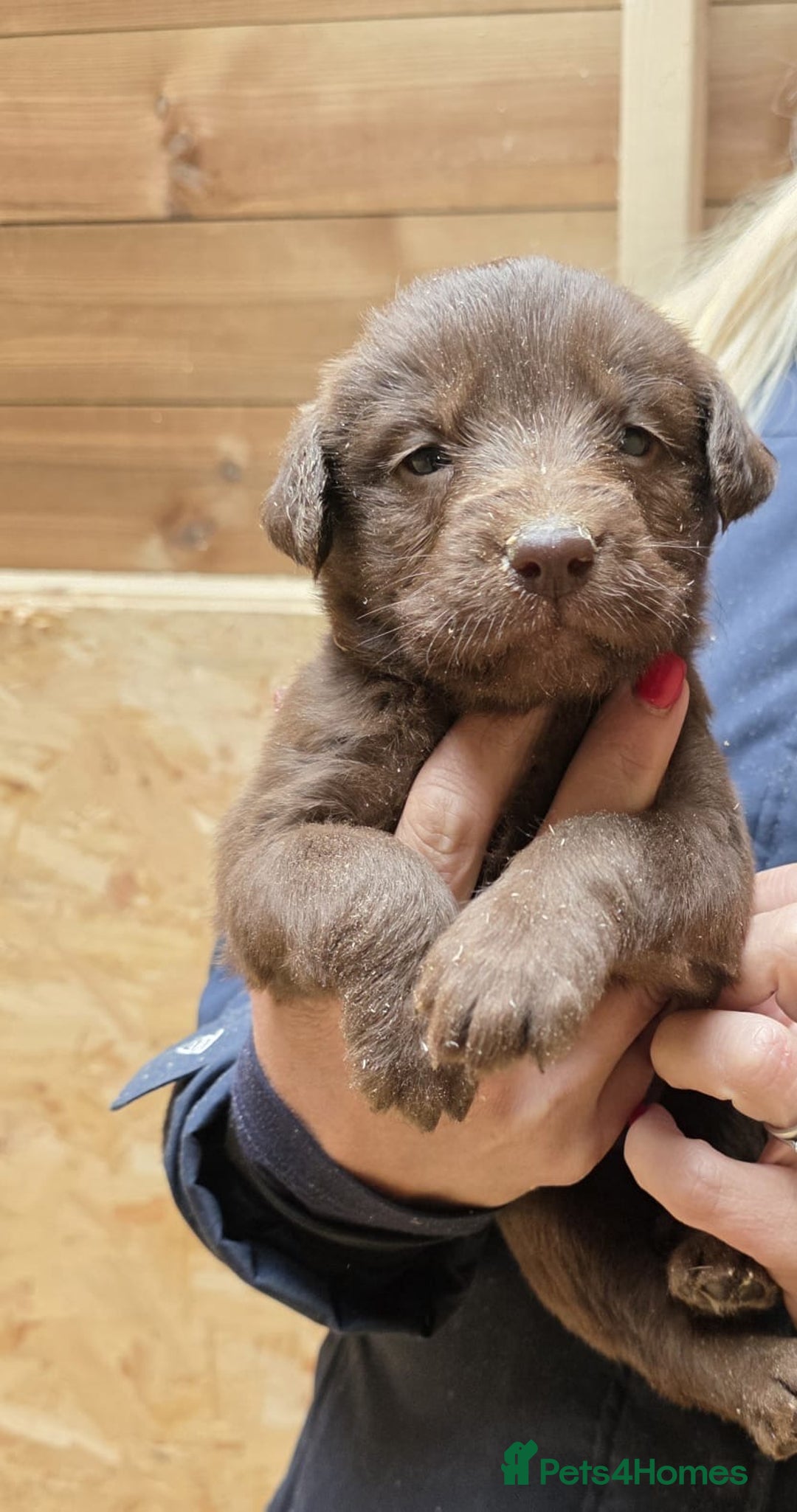 Labrador Retriever dogs for sale: Labrador Puppies black gold and chocolate  - Image 6