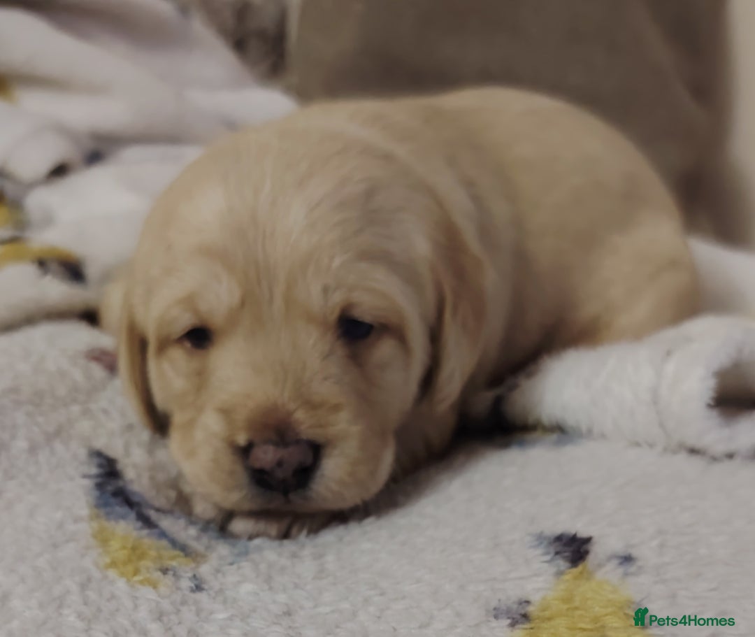 Labradoodle dogs for sale: F1 labradoodles ready 18th december - Image 12