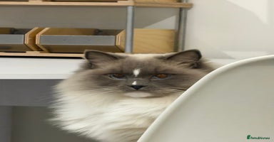 Ragdoll cats - Advert 16