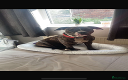 Mixed Breed dogs for sale: Cockerbull puppies  - Image 38