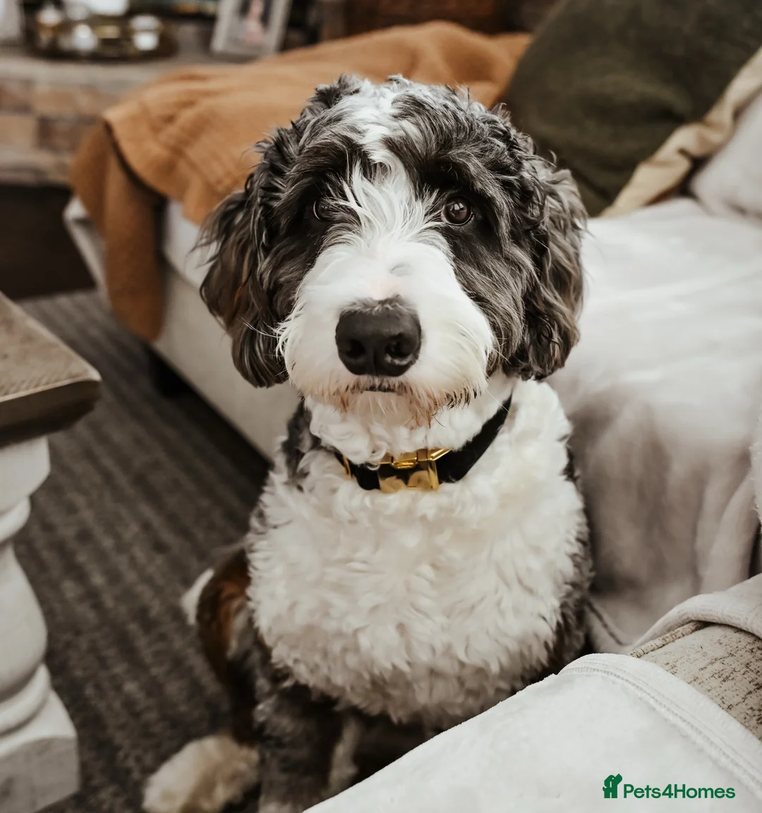 Bernedoodle dogs for sale: Cute Bernedoodle Male for Rehome - Advert 1