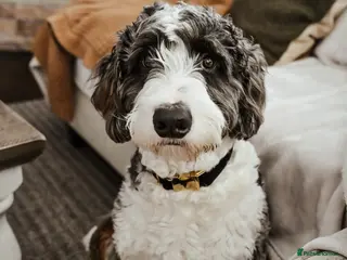 Bernedoodle dogs Cute Bernedoodle Male for Rehome - Advert 1