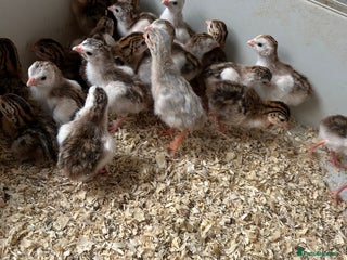 Guinea Fowl poultry - Advert 7