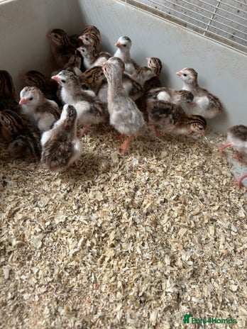 Guinea Fowl poultry - Advert 4