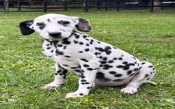 Dalmatian dogs for sale: Dalmation puppues - Image 7