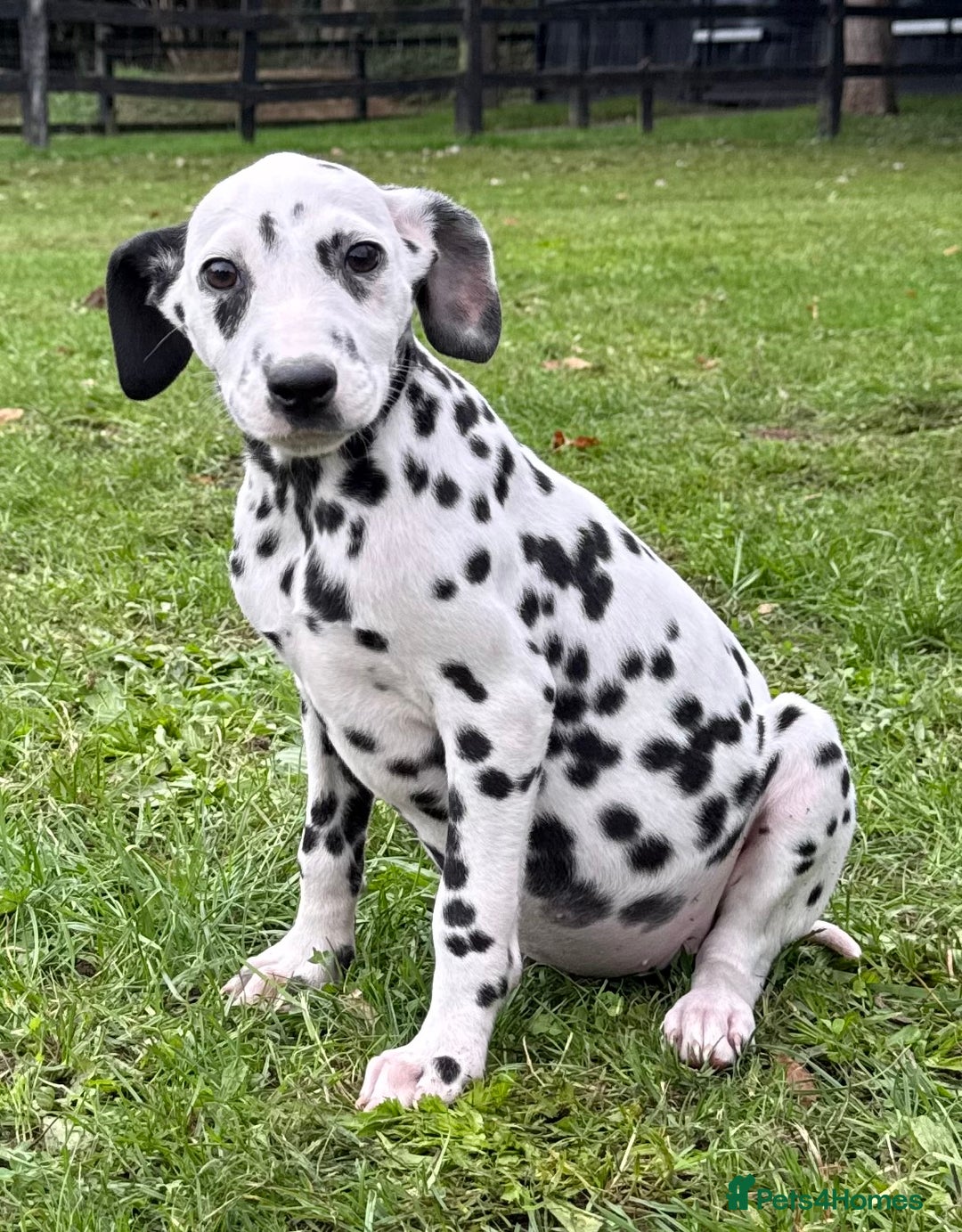 Dalmatian dogs for sale: Dalmation puppues - Image 7