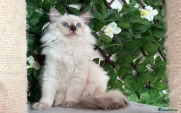 Ragdoll cats for sale: TICA, DNA tested, 5 gen pedigree  - Image 20
