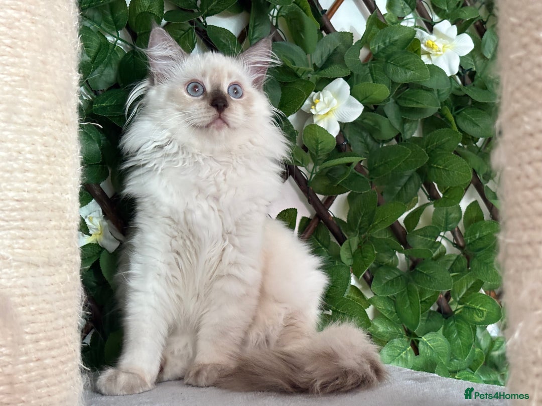 Ragdoll cats for sale: TICA, DNA tested, 5 gen pedigree  - Image 20