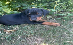 Dobermann dogs for sale: Proper Chunky Euro doberman pups 💕 - Image 19