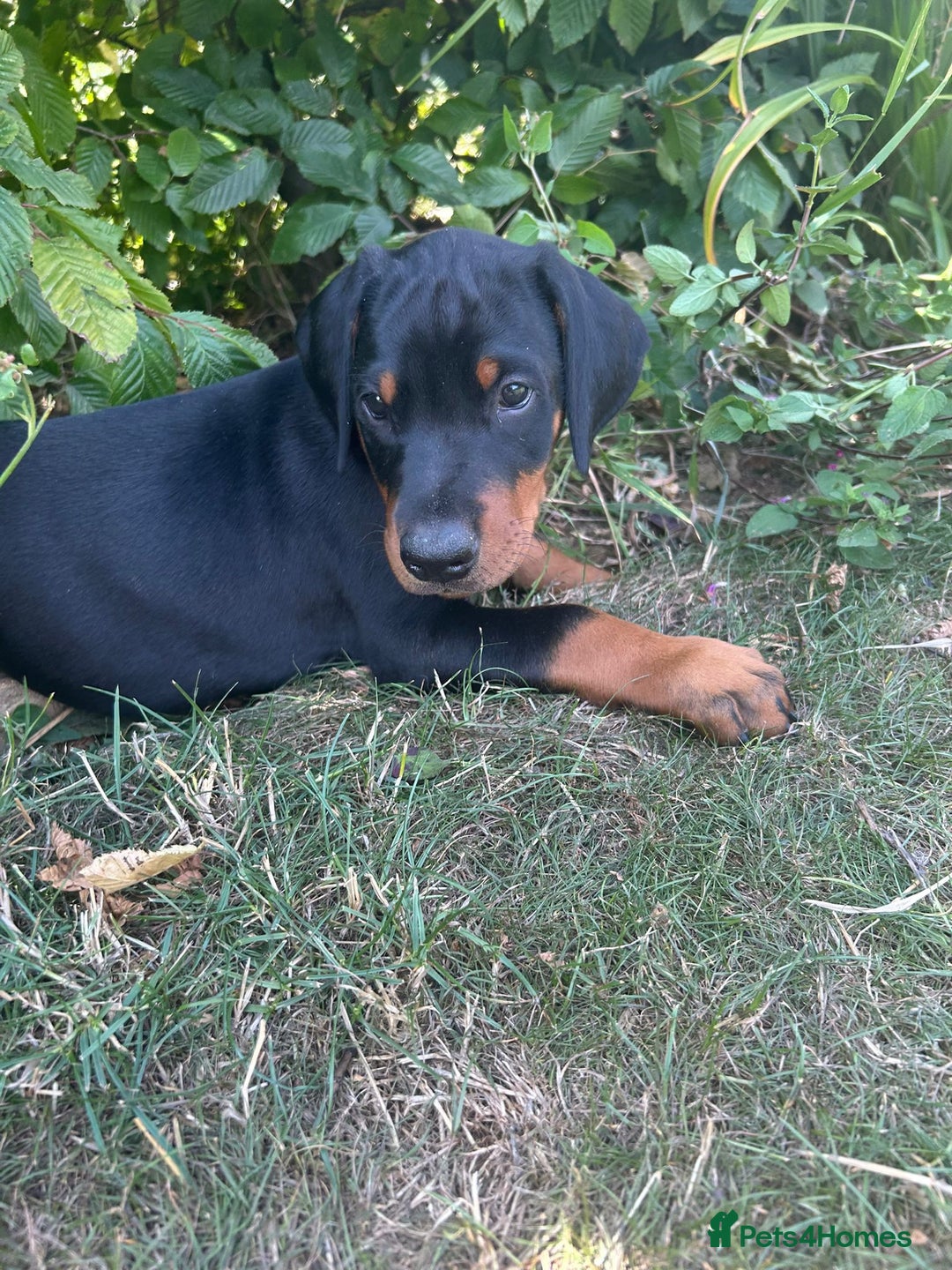 Dobermann dogs for sale: Proper Chunky Euro doberman pups 💕 - Image 19