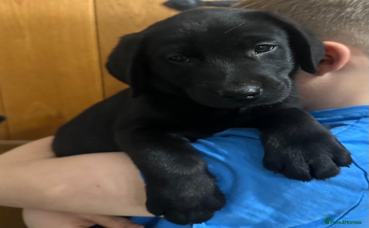 Labrador Retriever dogs Ready Now - Labrador Retriever, 2 black male pups - Advert 4