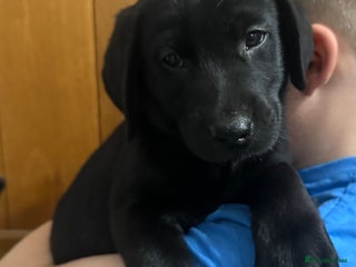 Labrador Retriever dogs Ready Now - Labrador Retriever, 2 black male pups - Advert 17