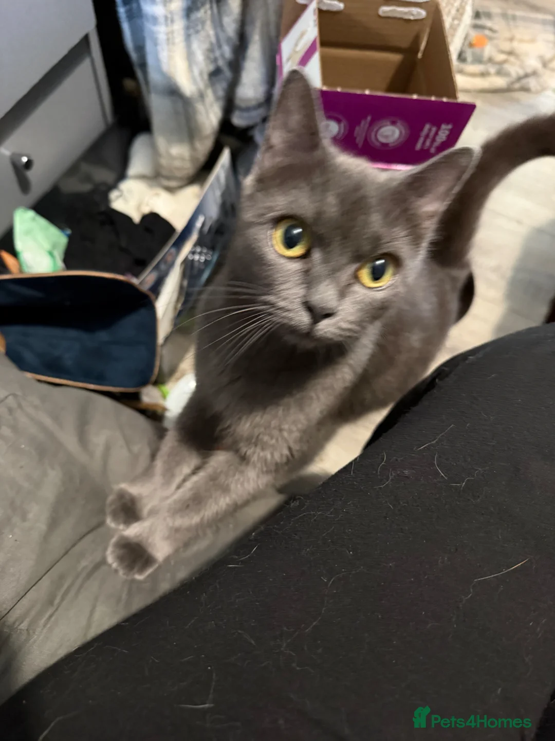 Mixed Breed cats for sale: Beautiful female kitten - last one - Advert 2