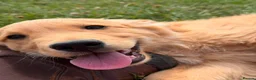 Golden Retriever dogs for sale: ⭐️ HEALTH TESTED GOLDEN RETRIEVER PUPPIES ⭐️  - Advert 2