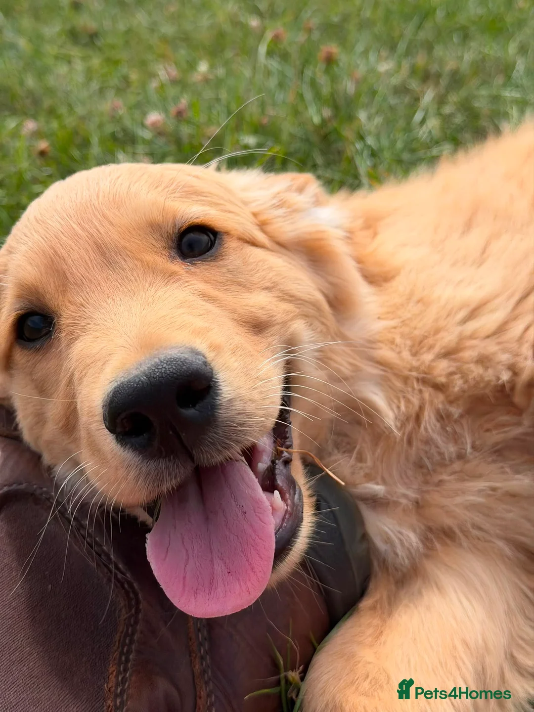 Golden Retriever dogs for sale: ⭐️ HEALTH TESTED GOLDEN RETRIEVER PUPPIES ⭐️  - Advert 2