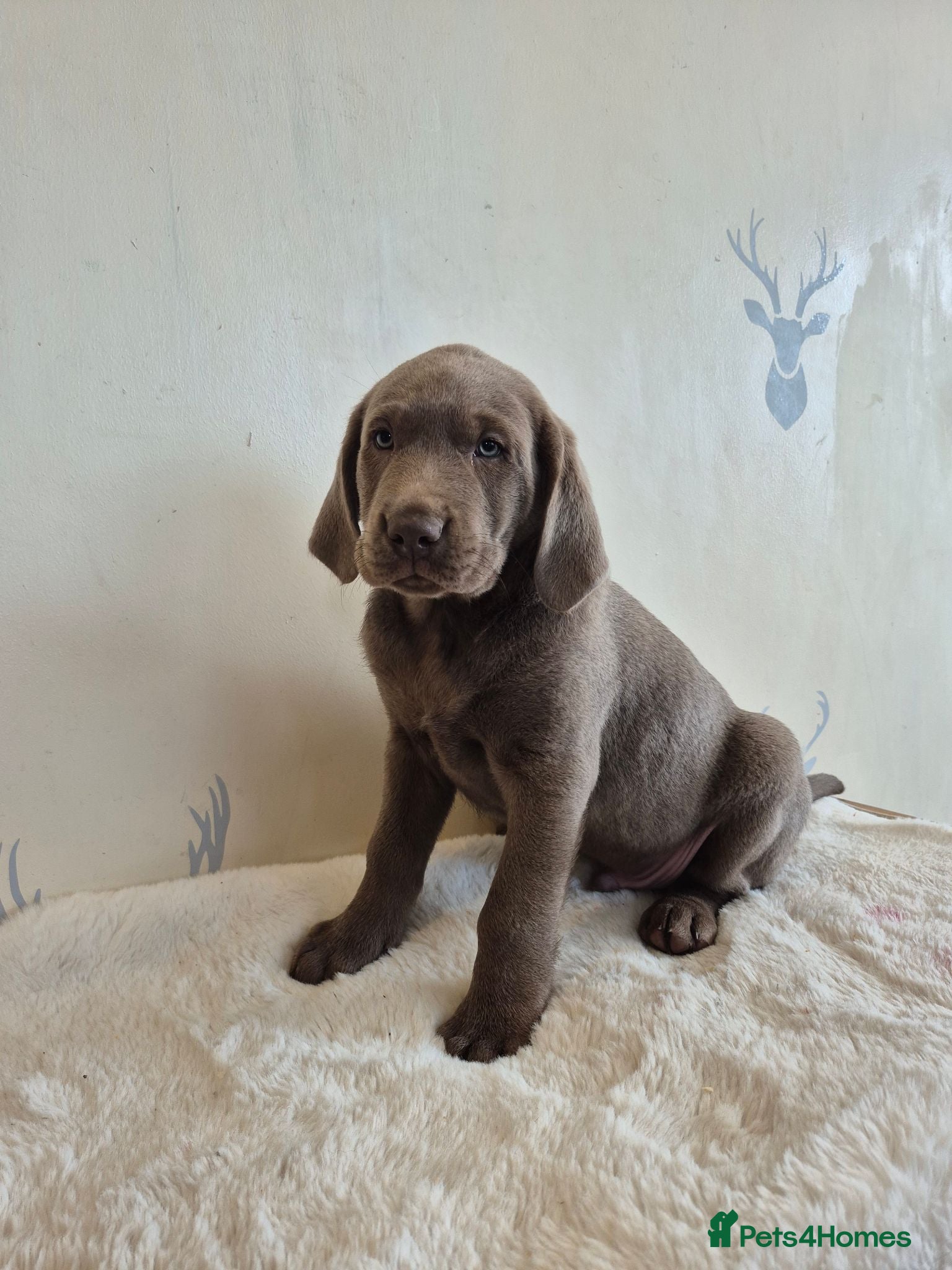Labrador Retriever dogs 2 LEFT* Stunning KC Registered Labrador Retriever  - Advert 8