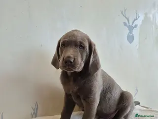 Labrador Retriever dogs 2 LEFT* Stunning KC Registered Labrador Retriever - Advert 8