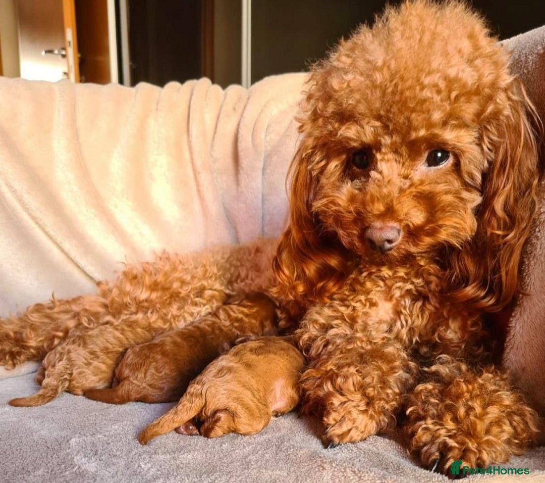 Maltipoo dogs for sale: Gorgeous Toy Maltipoo Puppies! - Image 17