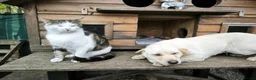 Mixed Breed dogs for adoption: ❤️🐶 LAIMA – HOW IS THIS WONDERFUL GIRL WAITING - Advert 4