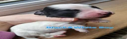 Cocker Spaniel dogs for sale: Two beautiful Cocker boys in Uttoxeter - Advert 10