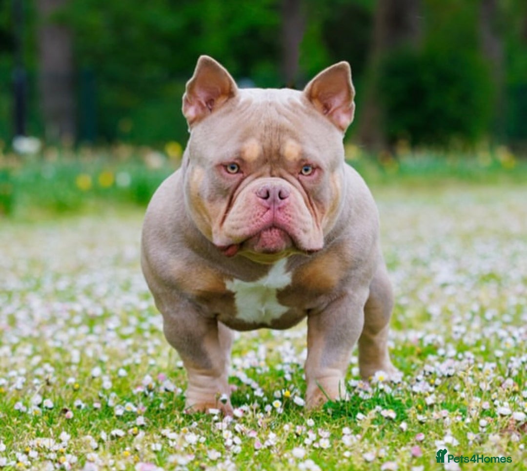 American Bully dogs for sale: POCKET BULLY PUPS AVAILABLE 🩷 - Image 6