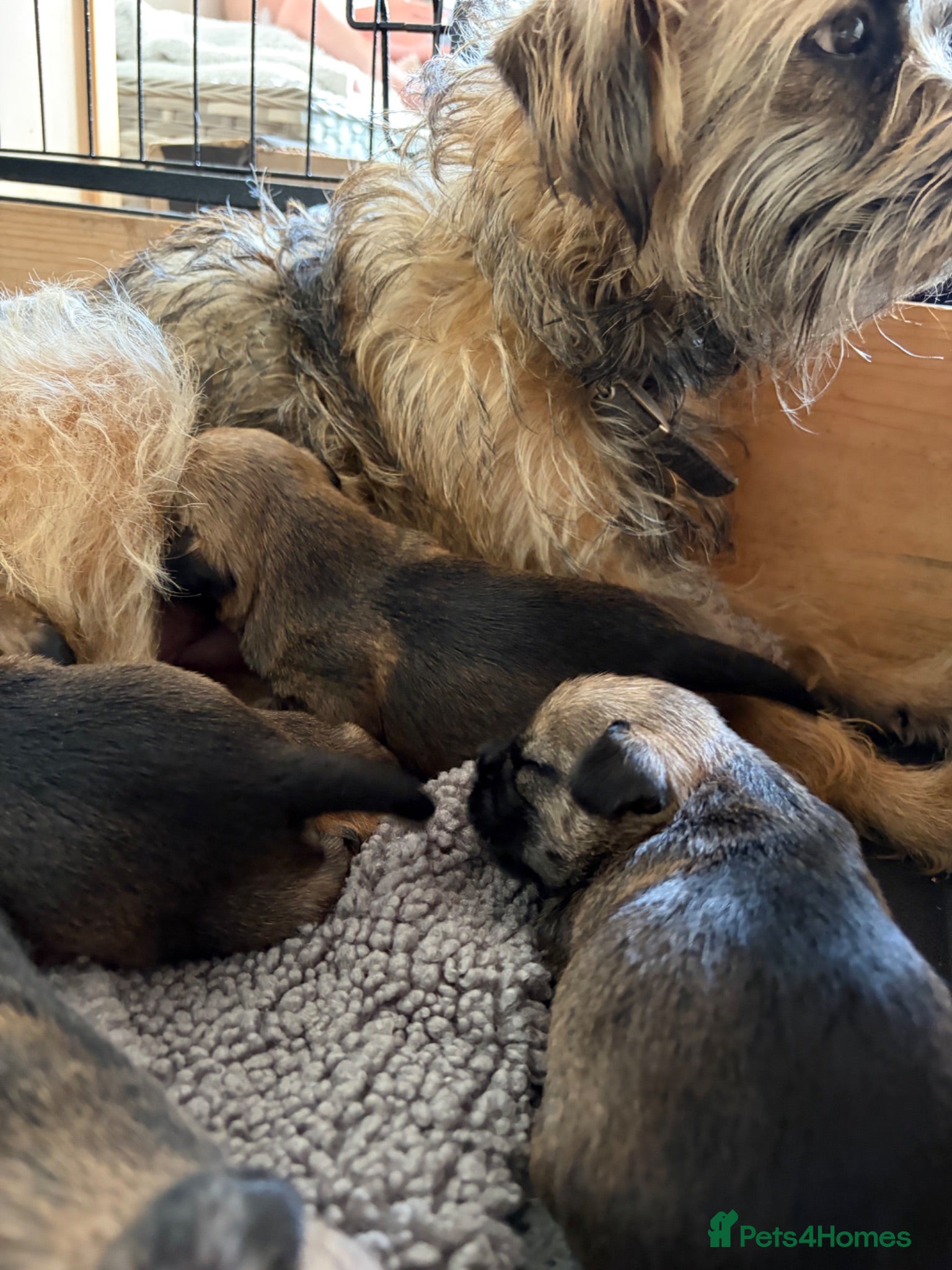 Border Terrier dogs KC Reg Border Terrier Pups - Advert 1