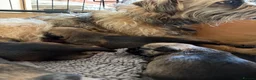 Border Terrier dogs for sale: KC Reg Border Terrier Pups - Advert 1