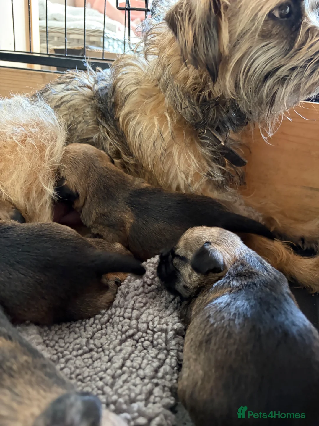 Border Terrier dogs for sale: KC Reg Border Terrier Pups - Advert 1