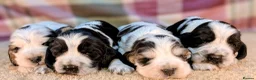Cocker Spaniel dogs for sale: Very Special Show Cocker Spaniel Puppies - Advert 1