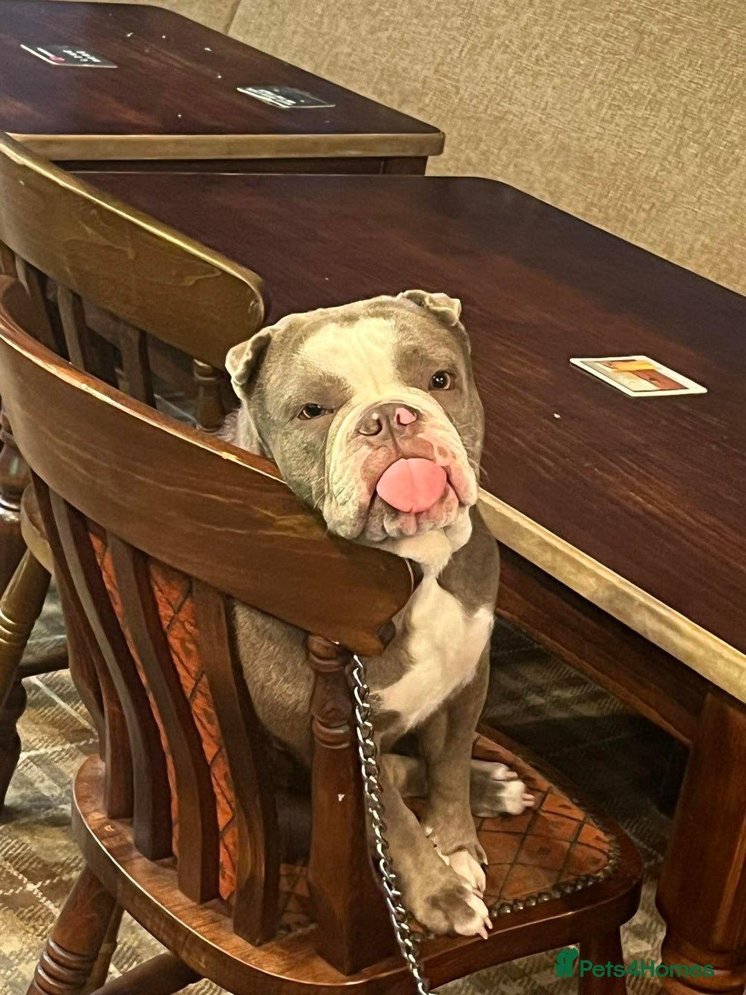 Mixed Breed dogs for sale: Bulldog x Shar Pei - Image 2
