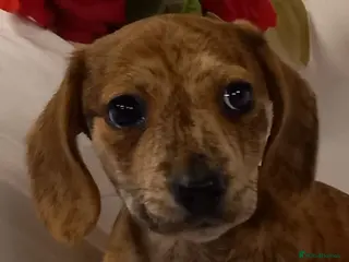 Miniature Dachshund dogs Stunning rare red brindle little girl kc reg - Advert 2