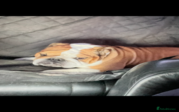 English Bulldog dogs for sale: English bulldogs - Advert 7